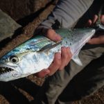 colorful Texas spanish mackerel