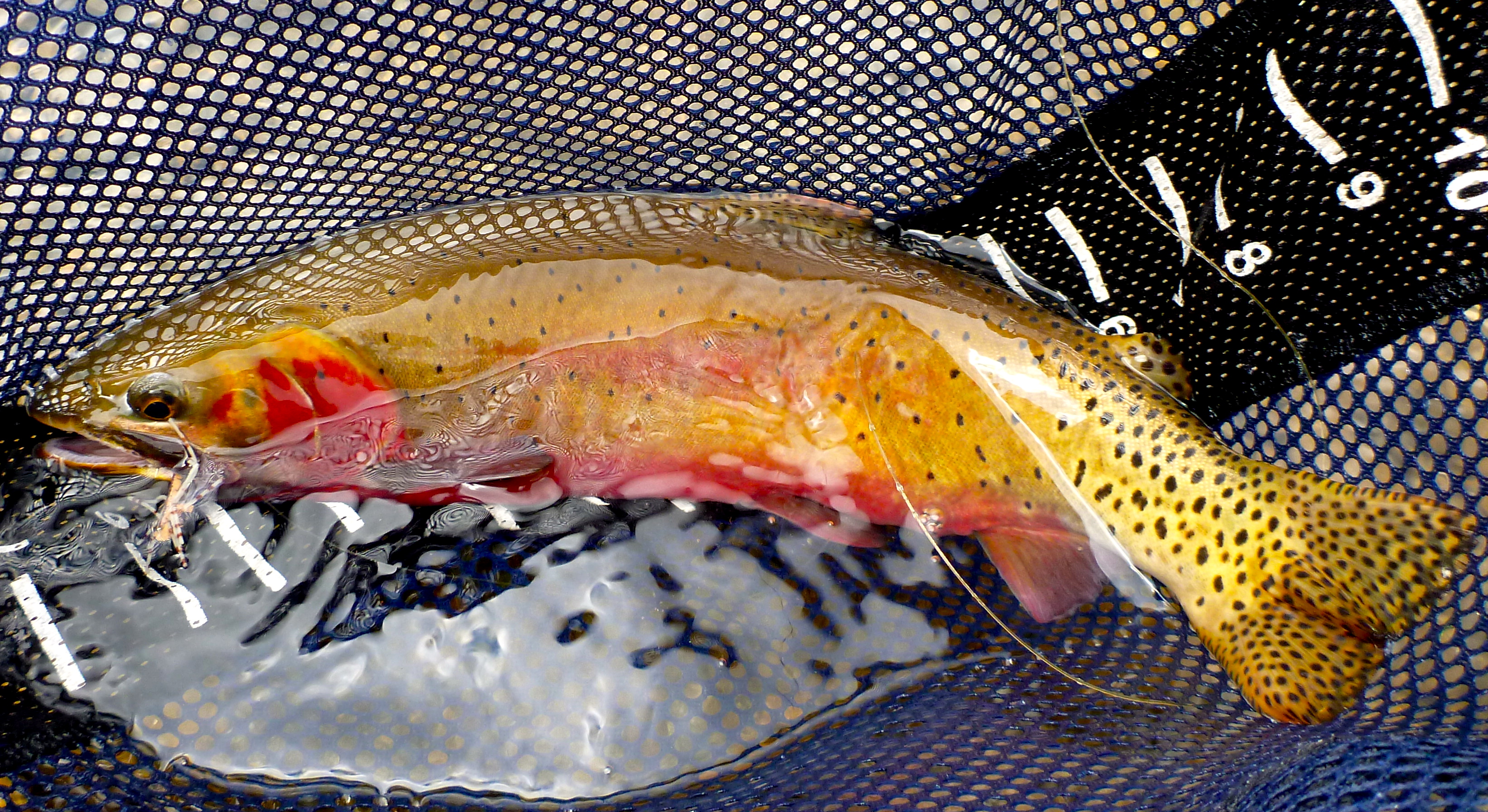 Prettiest fish I have seen while fly fishing