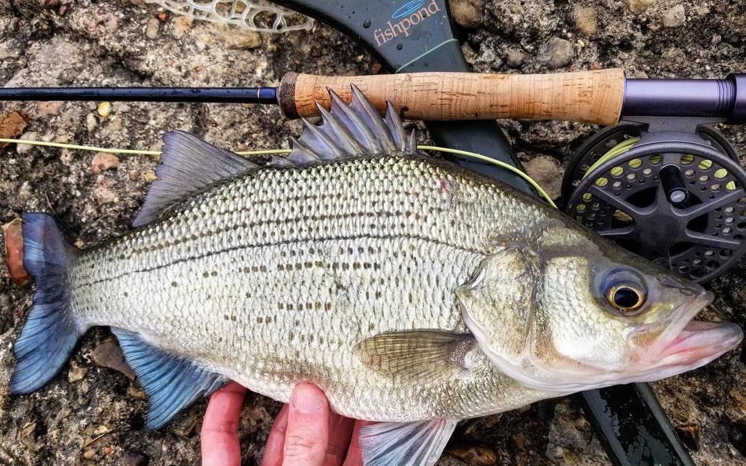 Speakers address white bass, fishing in England at Feb. 7 meeting
