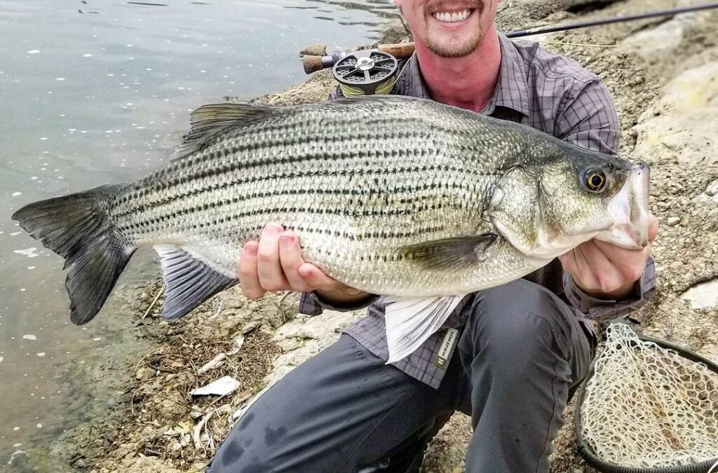 How FWFF member Adam Tate landed a record hybrid striper in the Trinity