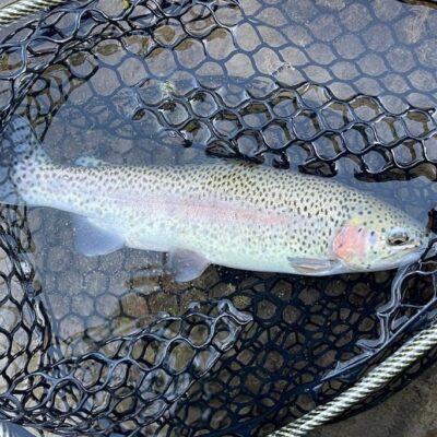 Trout Fishing 101